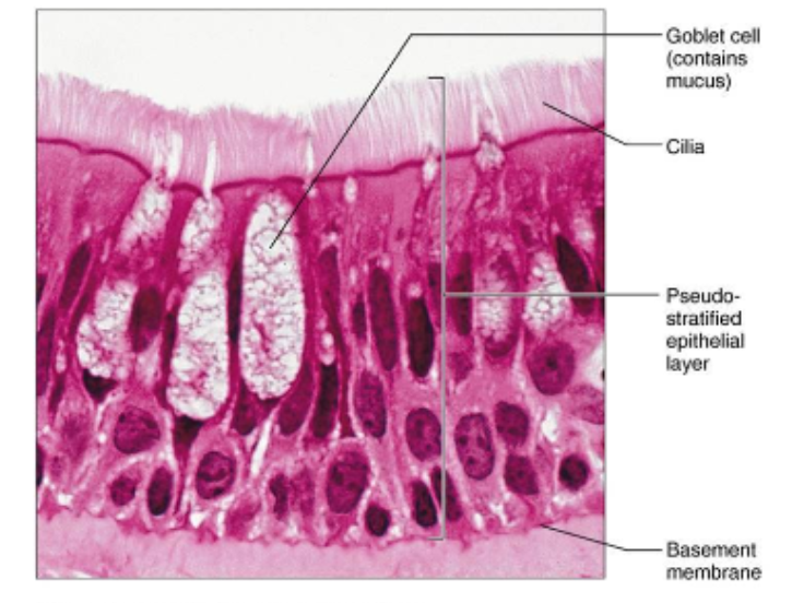 <p>pseudostratified columnar function</p>