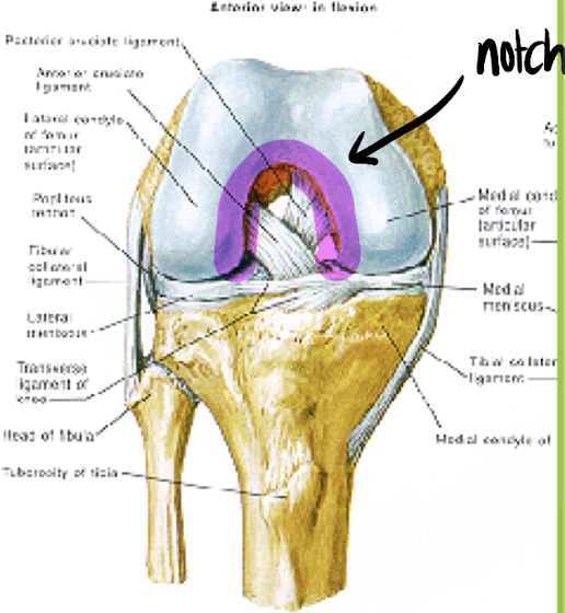 <ul><li><p>ACL comes into close proximity to the intercondylar notch in full knee extension. </p></li><li><p>A narrow or inverted V-shaped intercondylar notch has been associated with increased risk of ACL tear. </p></li><li><p>Surgeon will perform notchplasty to increase the size of the notch for the new ACL graft. </p></li></ul><p></p>