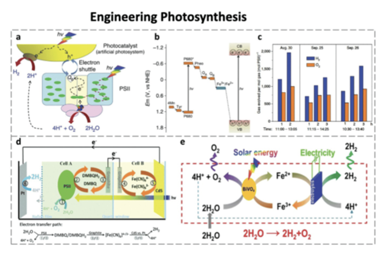 <p>Hybrid photosynthetic devices couple the natural photosystem II (PSII), which splits water into protons, e-s, and O2, and an artificial photocatalyst (CdS) acting as a synthetic PSI to accept e-s and drive H2 production (net rxn: 2H2O + 4H+ + O2 + 4e-, e-s + H+ -&gt; H2 gas); as shown in (c), both H2 and O2 are produced, roughly in 2:1 stoichiometric ratio expected for water splitting, confirming that the engineered sys works in practice</p><p>-electrons are transferred btw the two cells through a shuttle system, improving efficiency and preventing unwanted back-rxns; some systems integrate solar energy with electricity input to maximize hydrogen fuel generation</p>