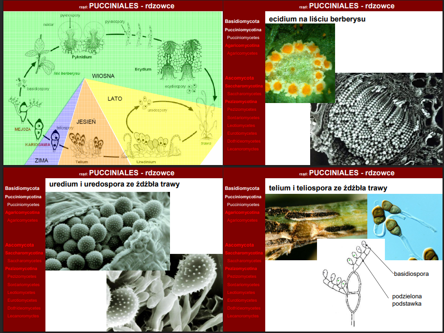 <p>we wiosne: góra liścia - pyknidium, spód - ecydium</p>