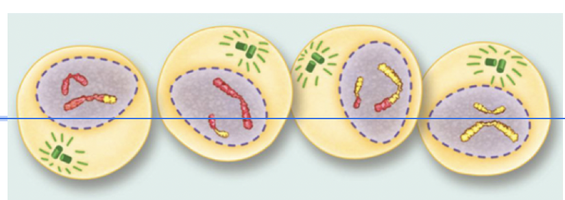 <p><span>Telophase II (Meiosis)</span></p>