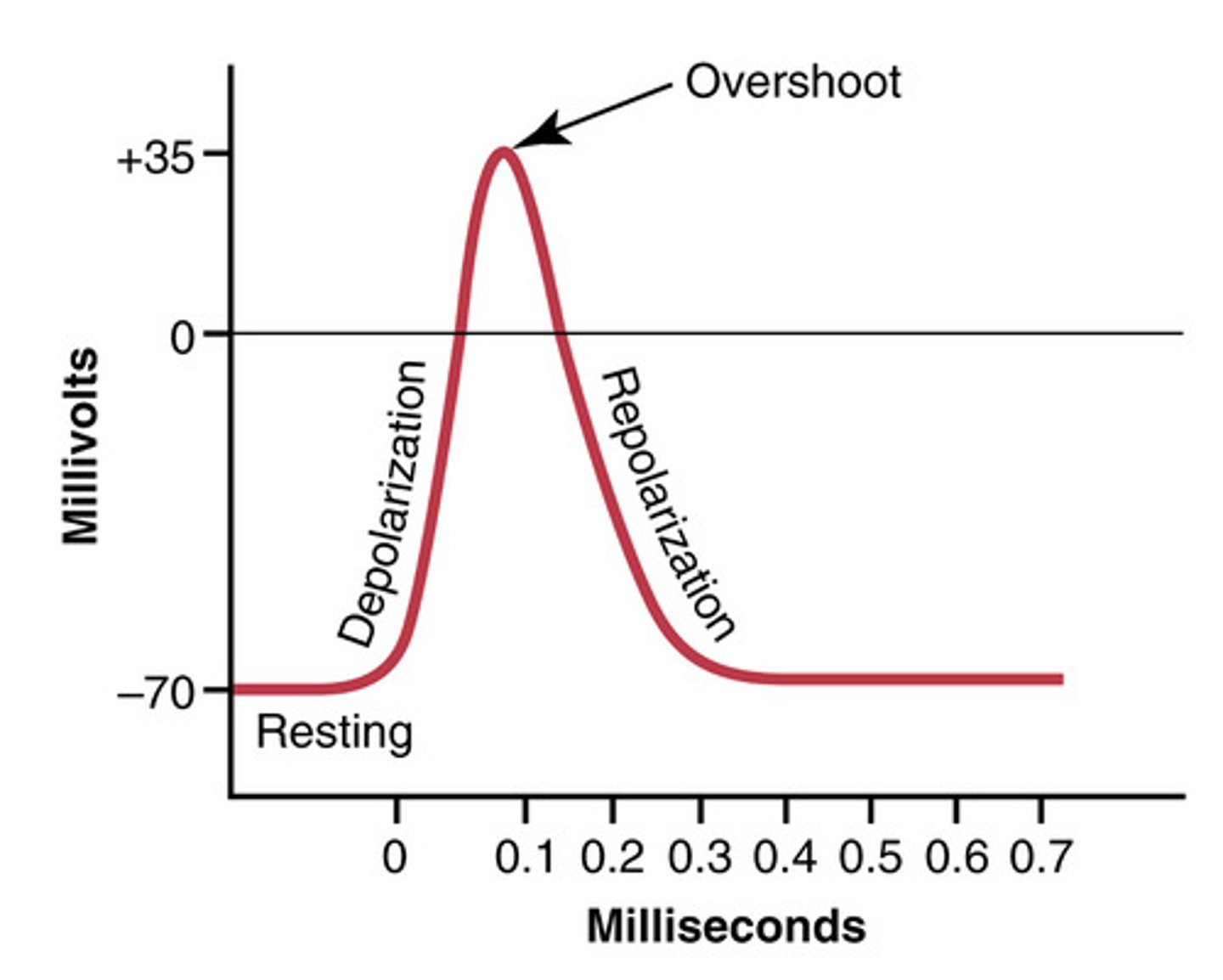 <p>membrane potential reaches + 35 mV</p>