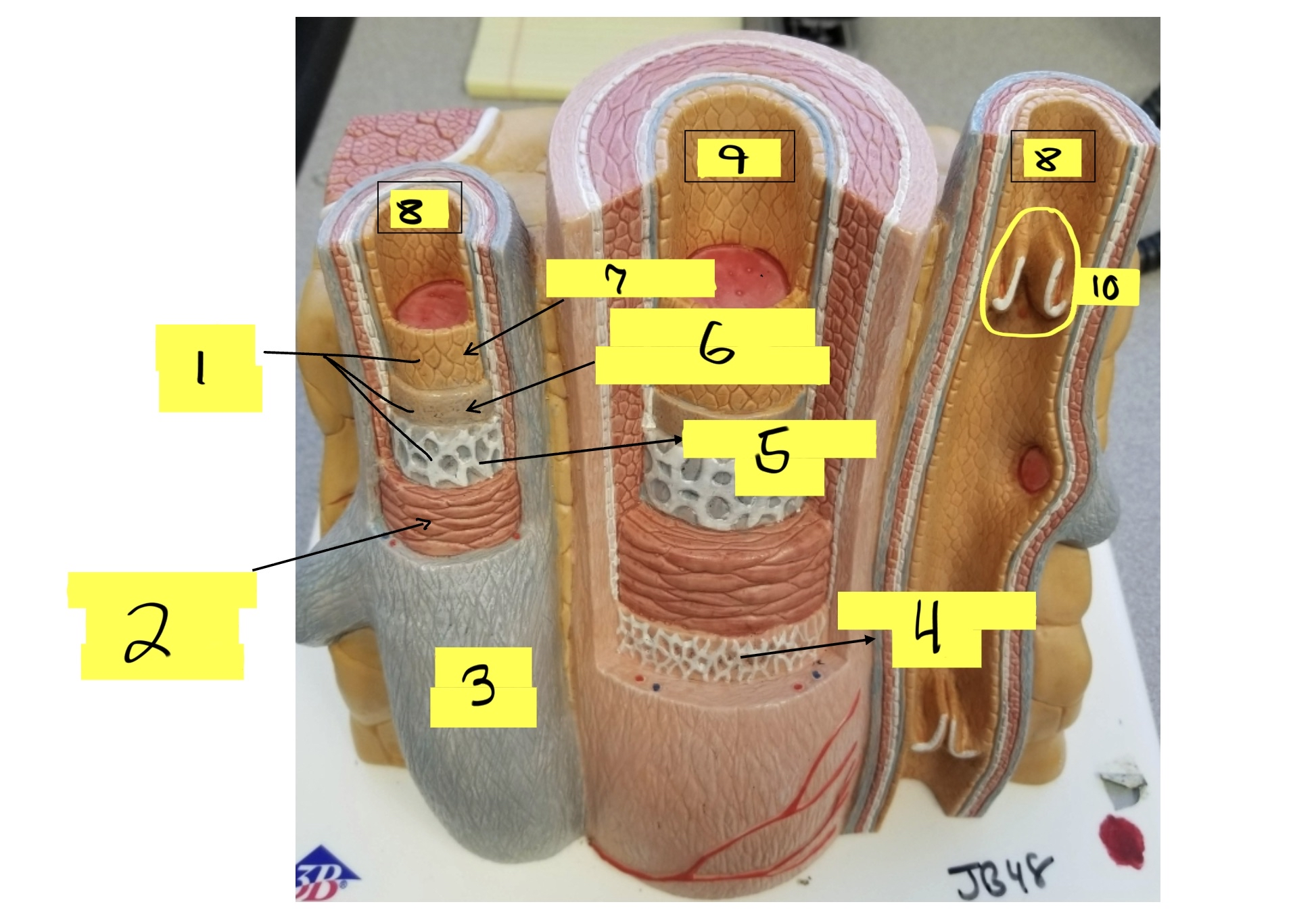 <p>what is #2 in this image? (smooth muscle)</p>