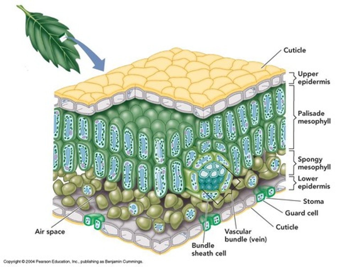 <p>Cells that flank stomata and control their opening and closing.</p>