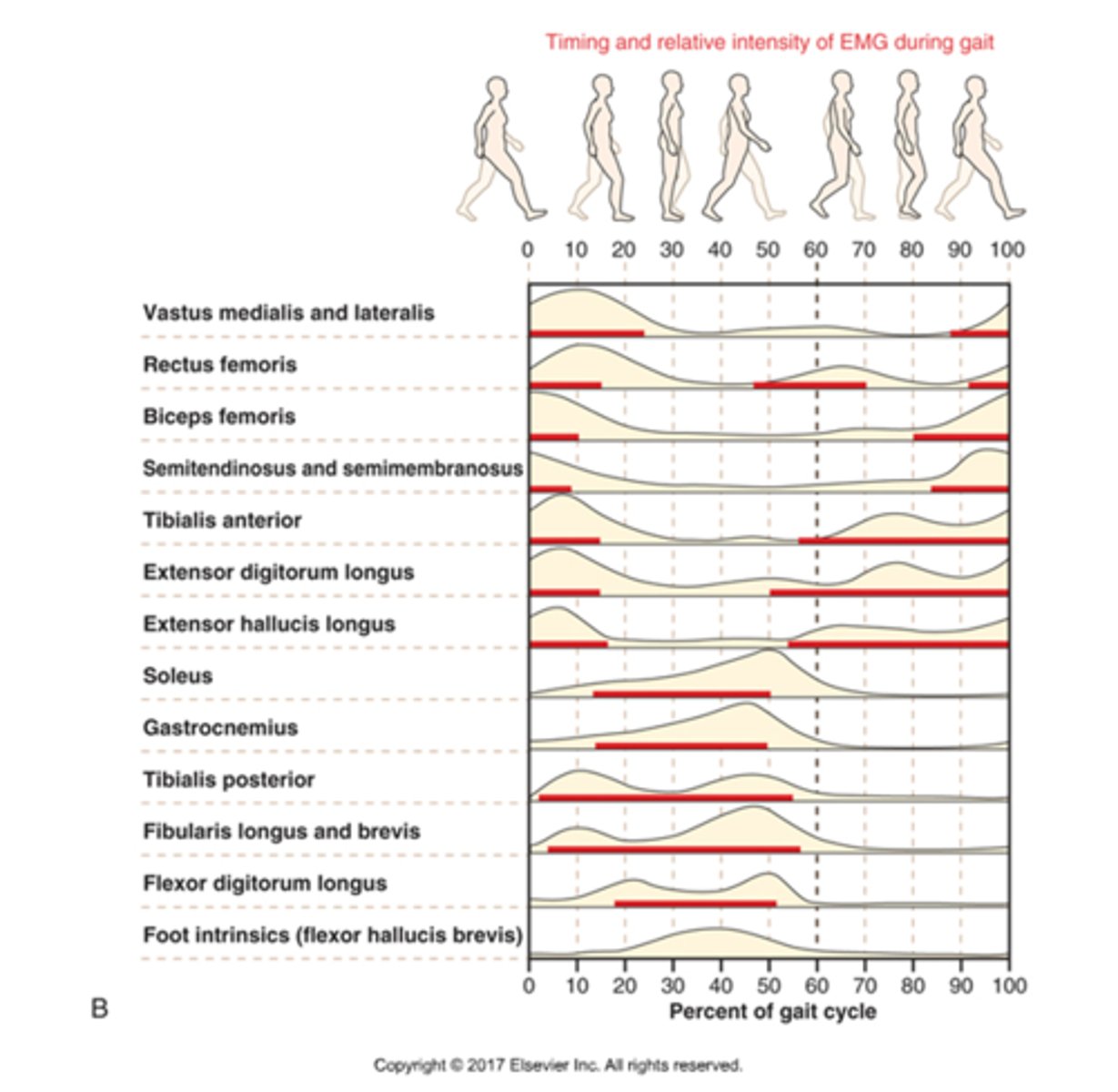 <p>Hamstrings are the most active from JUST BEFORE to JUST AFTER HEEL CONTACT.</p><p>Before heel contact - decelerate knee extension for foot placement.</p><p>Initial 10% of stance - active to assist with hip extension and provide stability to the knee through coactivation.</p><p>Short head of biceps femoris may also assist with knee flexion during the swing phase.</p>