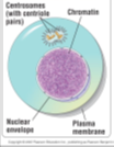 <p>The cell at rest, Accounts for 90% of the cycle, During interphase, the cell grows and copies its chromosomes in preparation for cell division</p>