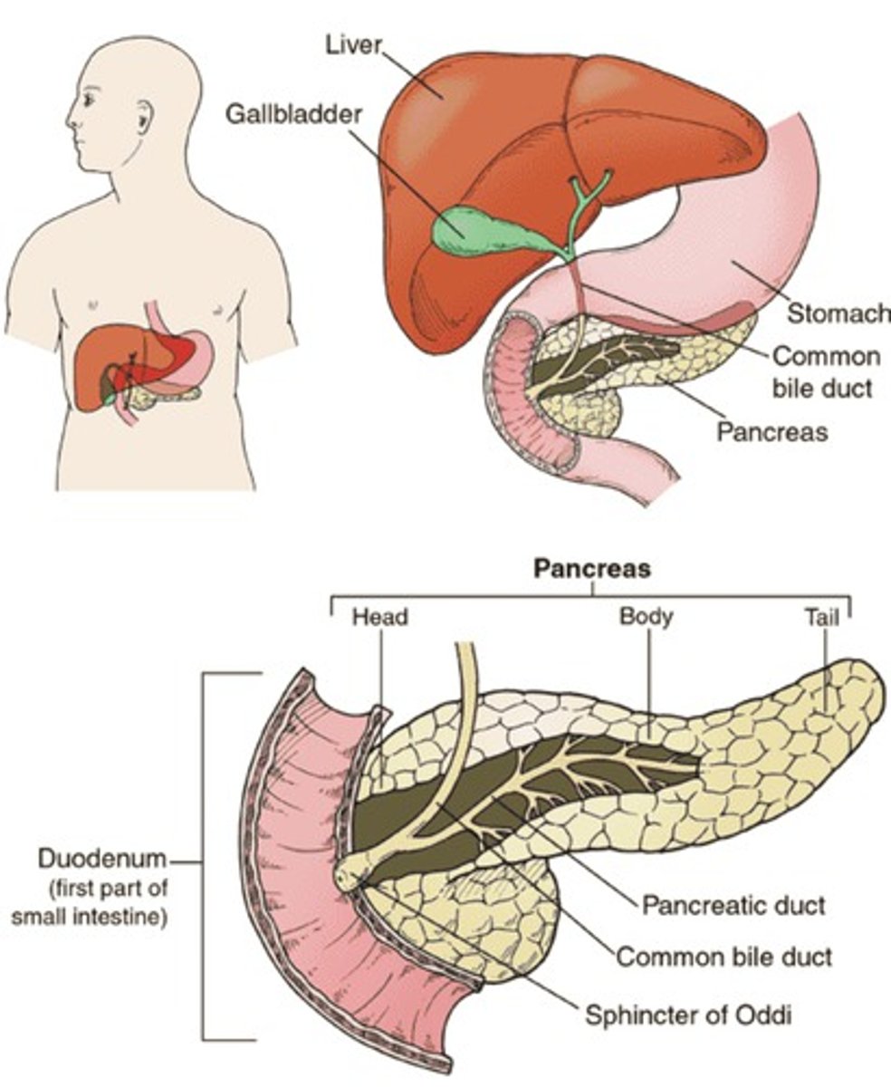 <p>Secrets pancreatic juice, which helps with chemical digestion of proteins, fats and carbohydrates. It is alkaline, meaning it helps neutralise food leaving the stomach.</p>