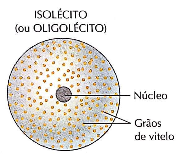 * pouco vitelo
* vitelo bem distribuído
* ovo pequeno
  * mamíferos
  * equinodermos
  * anfioxo
  * cnidários
  * poríferos
* segmentação holoblástica igual