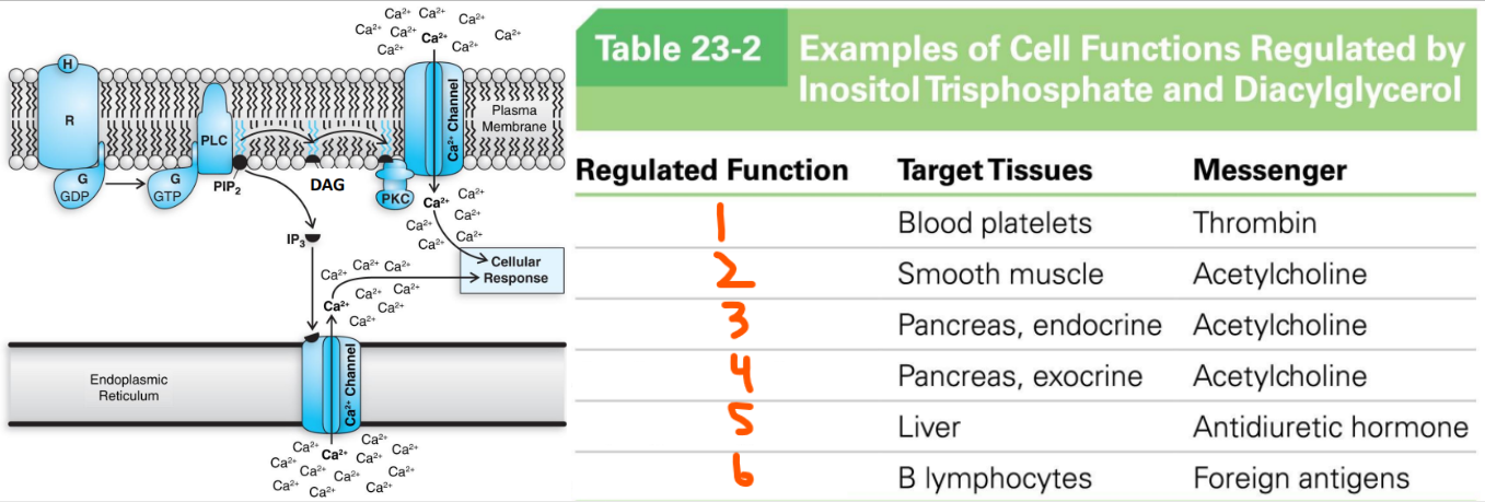 <p>Functions of IP<sub>3</sub> and DAG:</p><ol><li><p>Thrombin stimulates blood platelets to ___ ___</p></li><li><p>Acetylcholine stimulates smooth muscle to ___ ___ </p></li><li><p>Acetylcholine stimulates the pancreas (endocrine) to ___ ___</p></li><li><p>Acetylcholine stimulates the pancreas (exocrine) to ___ ___</p></li><li><p>Antidiuretic hormone stimulates the liver to ___ ___</p></li><li><p>Foreign antigens stimulate B lymphocytes to make ___</p></li></ol><p></p>