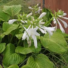 <p>Hosta Plantain Lily</p>