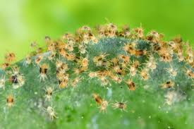 <ul><li><p>Tiny arachnids that suck sap from plants, causing stippling and discoloration on leaves. They thrive in hot, dry conditions and can quickly lead to severe infestations. </p></li><li><p>To fix use miticides or introduce predatory mites. </p></li></ul><p></p>