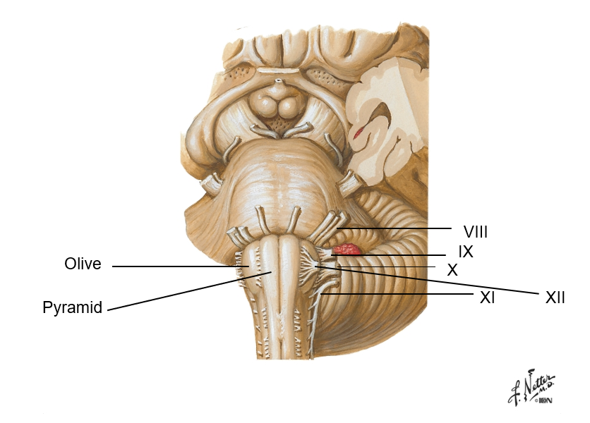 <p>CN VIII-XII<br></p>
