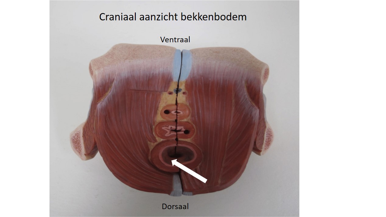<p>orgaan (transversale doorsnede bekkenbodem, zicht langs craniaal)</p>