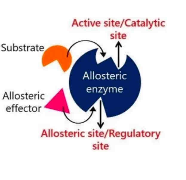 <p>This form of regulation involves molecules binding to sites other than the active site (allosteric sites), which affects the enzyme's function by inducing changes in its conformation.</p>