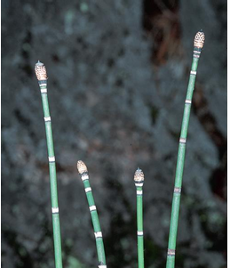 <p>Equisetophyta</p>