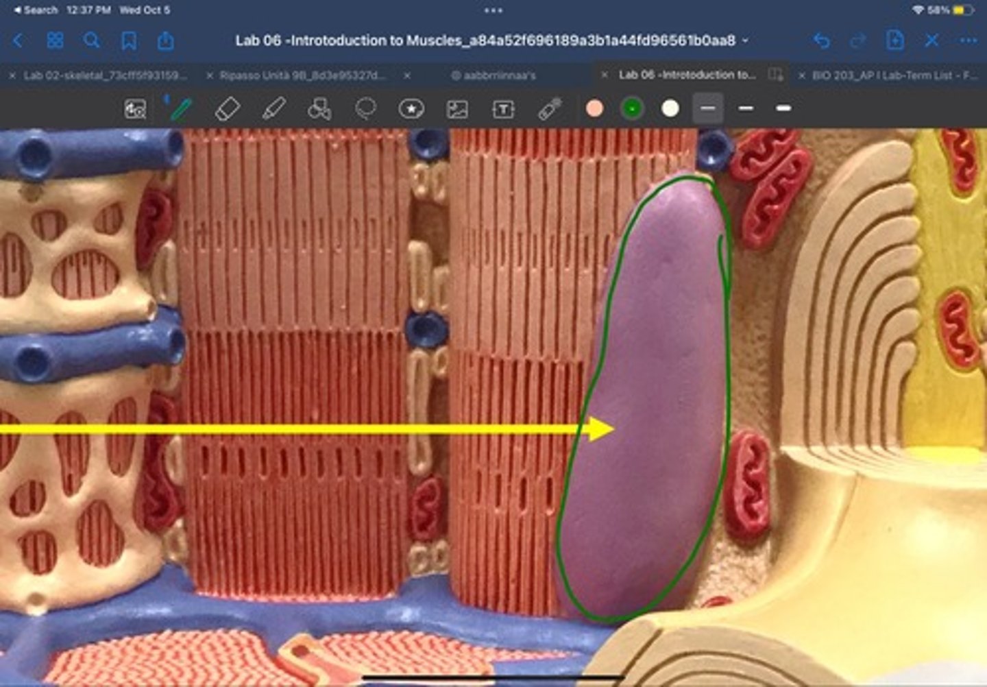 knowt flashcard image