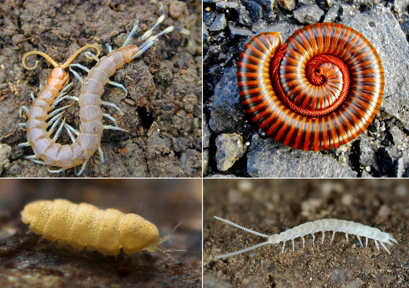 <p>the subphylum in arthropoda that includes centipedes, millipedes, etc.</p>