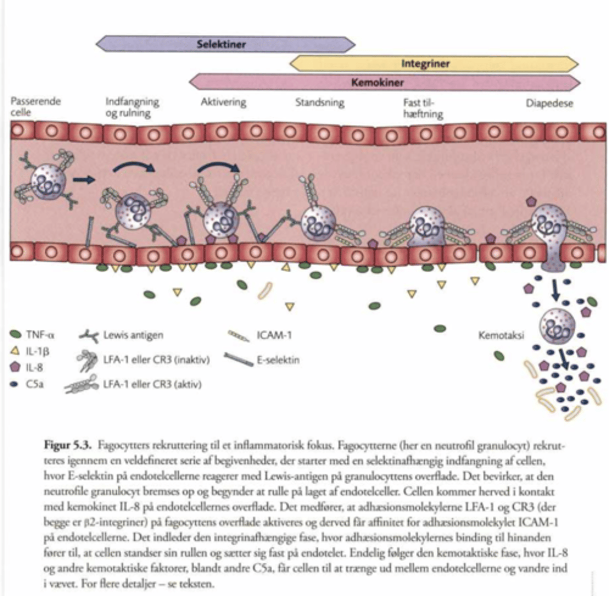 <p>Cytokinerne TNF-A, IL-1b og IL-8 spiller en stor rolle i leukocytternes migration til det inficerede væv.</p><p>TNF-a og IL-1b nedsætter leukocytternes flow således at leukocytterne ruller langs karvæggen i stedet for og rulle hurtig forbi.</p><p>IL-8 ændre overfladen af endothelceller så cellerne stopper helt op. Herfra kan leukocytterne invadere endothelcellerne.</p><p>Cellerne presser sig gennem endothelet gennem diapedese.</p>