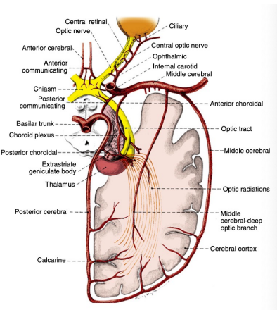 <p>The <strong>calcarine branch </strong>of the <strong>posterior cerebral artery</strong> is the <strong>major blood supply</strong> for the s<strong>triate cortex</strong></p><p>Supplemented by </p><ul><li><p>The<strong> posterior temporal</strong> or <strong>parietooccipital branch</strong> of the <strong>posterior cerebral artery </strong></p></li><li><p>The<strong> occipital branch</strong> of the<strong> middle cerebral artery</strong></p></li></ul><p></p>