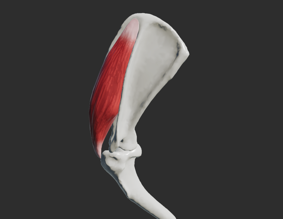 <p>odstup: fossa supraspinata, spina scapulae, cartilago scapulae</p><p>úpon: u šelem jen jednou krátkou šlachou na tuberculum majus humeri</p><p>fce: extenze v art. humeri</p><p></p>