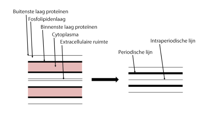 <ul><li><p>periodische lijnen (major dense lines)</p><ul><li><p>= fusie van de dikke laag proteïnen aan binnenzijde van celmembraan</p></li></ul></li><li><p>intraperiodische lijnen</p><ul><li><p>= fusie van dunne laag proteïnen aan buitenzijde van celmembraan (extracellulaire ruimte)</p></li></ul></li></ul><p></p><p>→ thv knopen van Ranvier (in interdigiterende uitlopers van naast elkaar liggende Schwann-cellen): wat cytoplasma blijft bewaard</p><p>=> compactie daar onvolledig</p><p></p><ul><li><p>lamellen van myelineschede:</p><ul><li><p>dichtst bij axon → kortste</p></li><li><p>naar perifeer toe → breder</p></li></ul></li></ul><p></p>