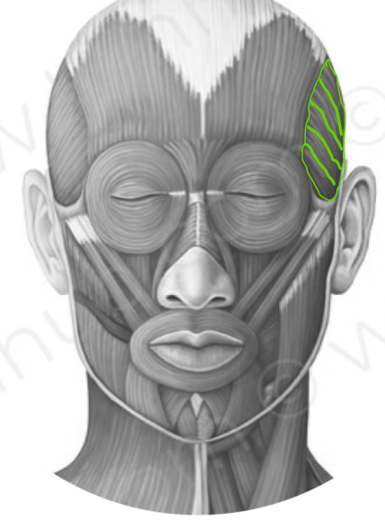 closes jaw, covers tempral, frontal and parietal