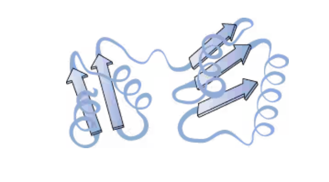 <p>The folding of a single protein chain into a specific three-dimensional shape held together by noncovalent interactions</p>