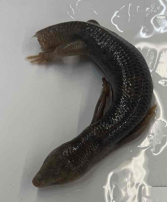 <p>Great Plains Skink</p>