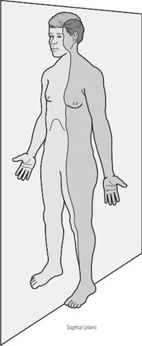 <p>a vertical plane that divides the body into right and left parts</p>
