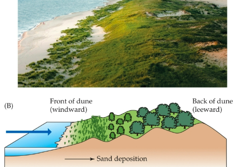 <p>Cowles: Space for Time Substitution</p><ul><li><p>a method for studying slow ecological processes at sites that are at different stages of development</p></li></ul>