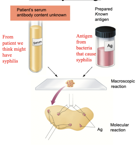 <p>Antibody testing</p>