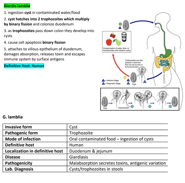 <ol><li><p>Injection of cyst from contaminated water, food or surfaces (Common in areas w. poor sanitation)</p></li><li><p>Excystation occurs in small intestine which hatch into 2 trophozoites </p></li><li><p>The trophozoites multiply by binary fission and colonize the duodenum </p></li><li><p>As trophozoites move to the large intestine, they encyst again to survive outside the body </p></li><li><p>Trophozoites attach to the villous epithelium of the small intestine</p></li><li><p>They damage absorption, release toxins and cause diarrhea </p></li><li><p>Cysts are excreted in feces and can survive in the environment. </p></li><li><p>Trophozoite can also be excreted but do not survive outside the body </p></li></ol><p></p>