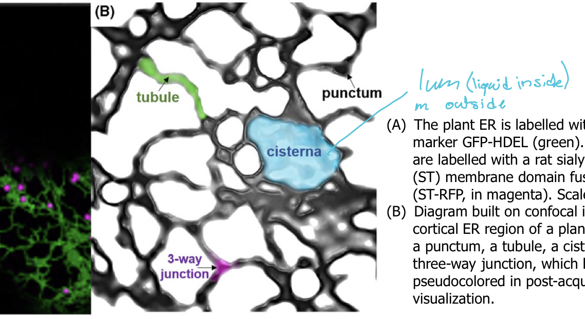 <ul><li><p>Desmosomes</p></li><li><p>Tight junctions </p></li><li><p>Gap junctions</p></li></ul>