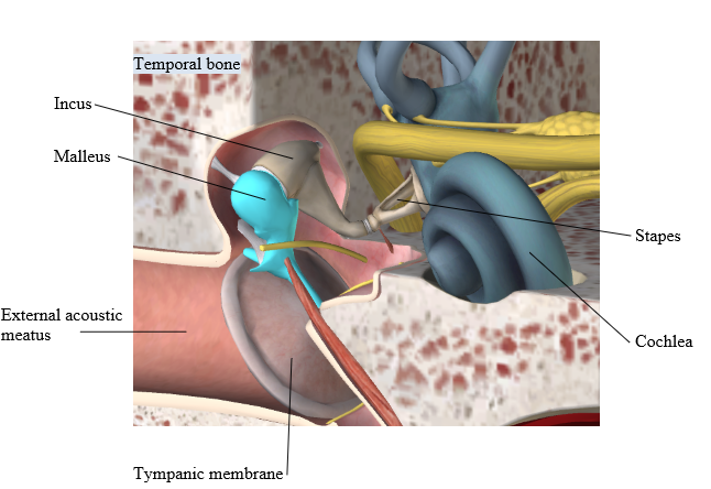 which chamber in the ear is filled with air and has the smallest bones in the body 
