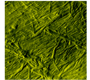<ul><li><p>Made of cellulose</p></li><li><p>Freely permeable to water and most solutes</p></li><li><p>Only in Plant cells</p></li><li><p>Maintains cell turgidity</p></li><li><p>Provide mechanical support</p></li><li><p>Protect from mechanical damage</p></li><li><p>found just outside of cell membrane </p></li><li><p>can hold together long after plant dies</p></li><li><p>used in materials, i.e. textbook paper</p></li></ul><p></p>
