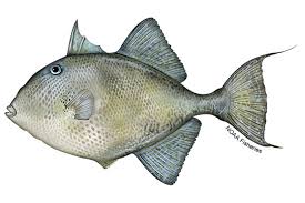<p>Balistidae</p>
