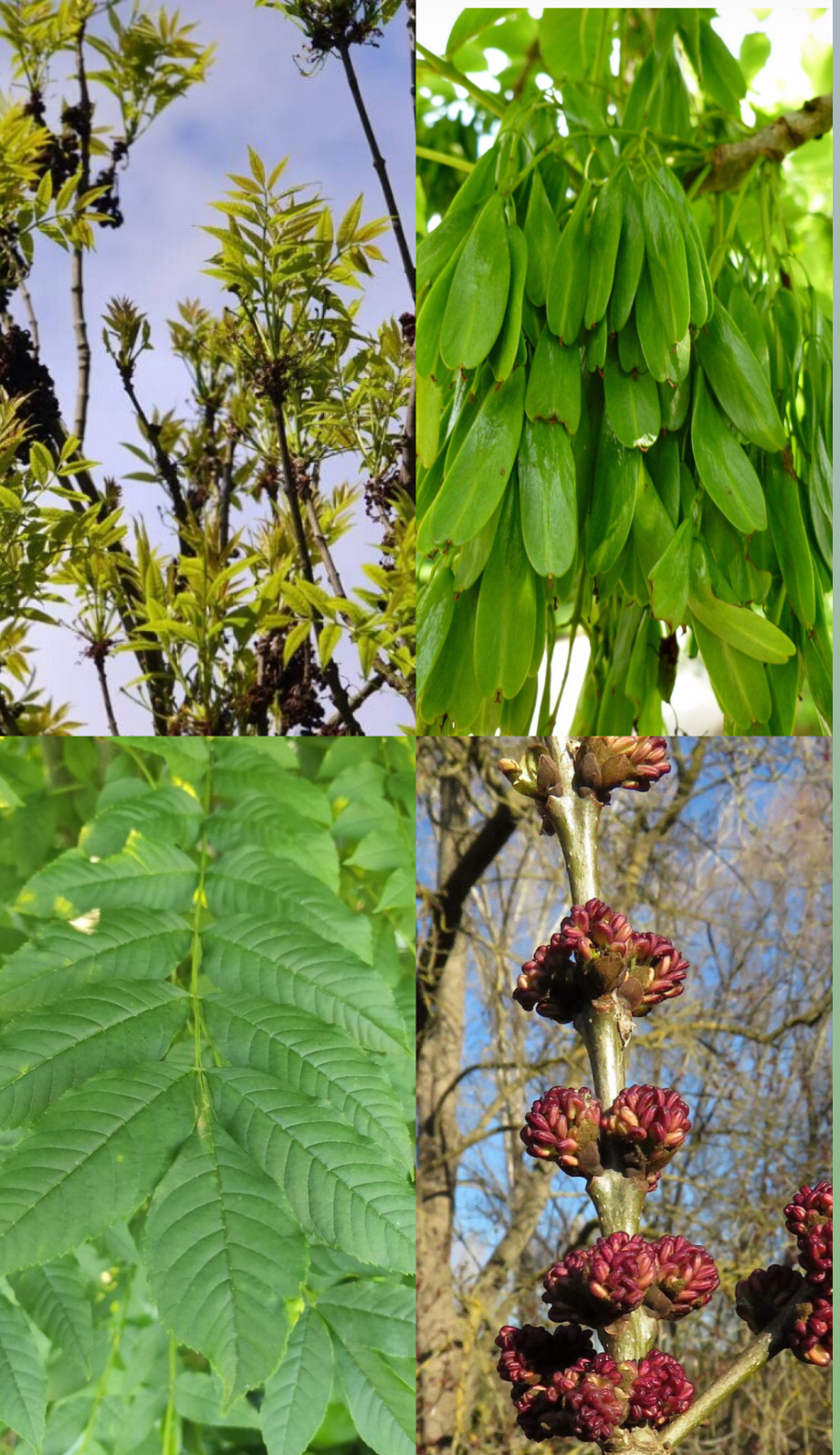 <p><span style="font-family: UICTFontTextStyleItalicBody; font-size: 19px;"><em>Fraxinus excelsior</em></span></p>