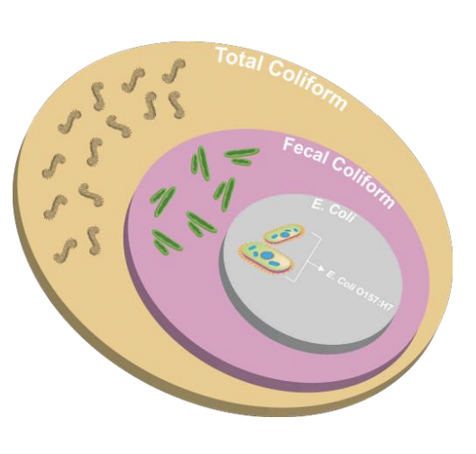 <p>Total coliform vs. Fecal coliform vs. <em>E. coli</em></p>