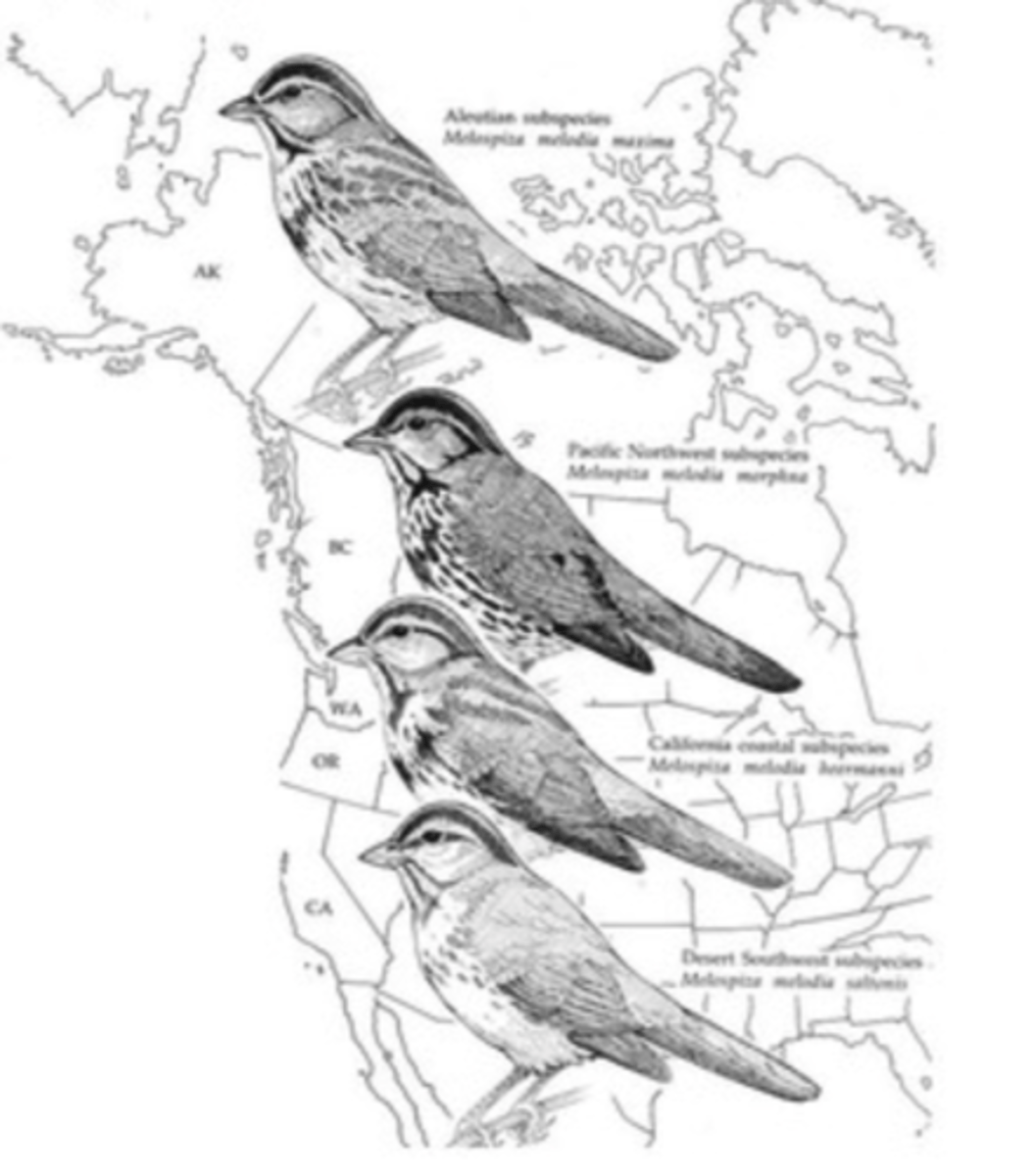 <p>cline</p><p>(Note: such as a</p><p>north-south cline)</p>