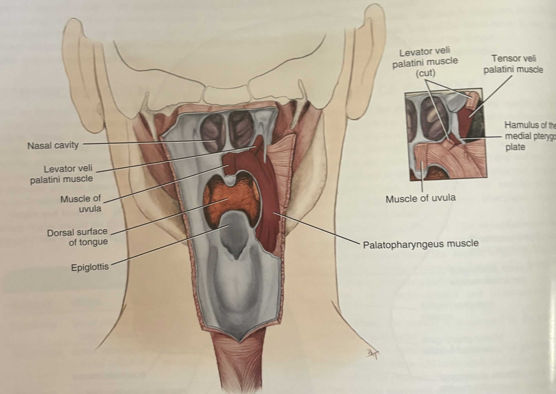 <ul><li><p>palatoglossus</p></li><li><p>palatopharyngeus</p></li><li><p>levator veli palatini</p></li><li><p>tensorveli palatini</p></li><li><p>uvula </p></li></ul><p></p>
