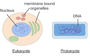 <p><span>An organism whose cells HAVE a nucleus and other complex structures (called organelles) enclosed in membranes. Its DNA is found inside the nucleus. Eukaryotes can be single-celled or multicellular. Examples include plants, animals, fungi, and protists.</span></p>