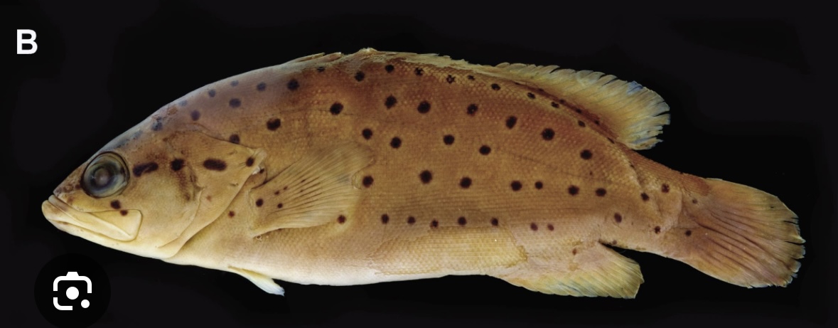 <p>brown to olivey color with evenly spaced sark spots on head boday and fins</p><p>abdomen is pale</p><p>head profile has a pale stripe</p><p>older has less spots as you go to back</p><p>steep head</p>