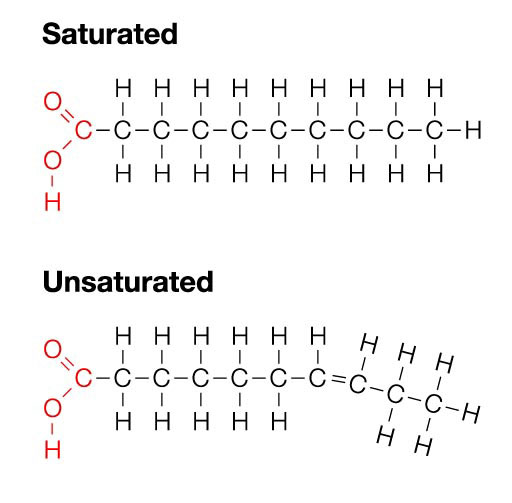 <p><span><strong><span>Saturated fatty acids": </span></strong><span>all single carbon-carbon bonds, and the carbons are surrounded by the maximum number of hydrogen molecules.</span></span></p><ul><li><p>(saturated with hydrogens)</p></li></ul><p><span><strong><span>Monounsaturated fatty acids</span></strong><span>: contain a single (mono) double bond between carbon atoms (C=C).</span></span></p>