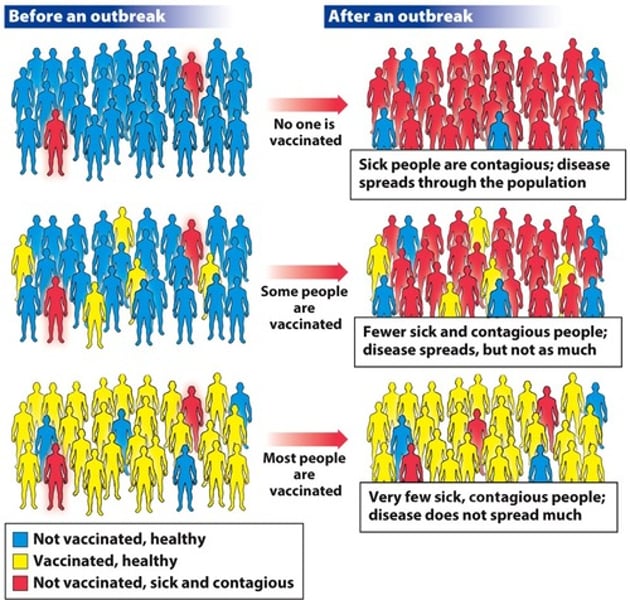 <p>the idea that a population can be protected from a certain disease if a threshold of vaccination is reached.</p>
