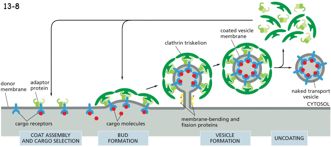 <p>cargo molecules bind to cargo receptors which have adaptor proteins, adaptor proteins bind clathrin triskelions</p><p>membrane bending and pinching proteins (dynamin) pinches off vesicle</p><p>the coat is rapidly lost shortly after the vesicle buds off</p>