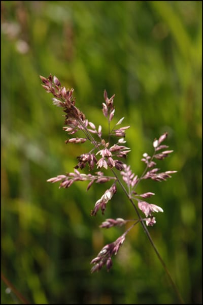 <p>Common Bent</p>