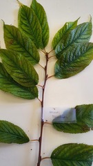 Prunus maackii
