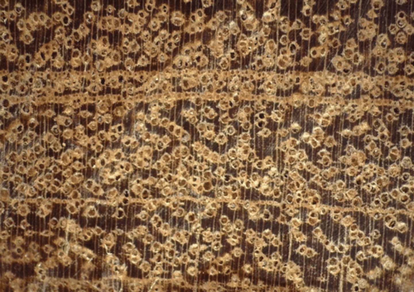 <p>Light yellow to dark yellow in color; pores in radial multiples of 2-3 and echelon; numerous moderately small pore size; presence of tyloses; diffuse, diffuse in aggregates, vasicentric, aliform, and aliform confluent parenchyma; With concentric resin ducts</p>