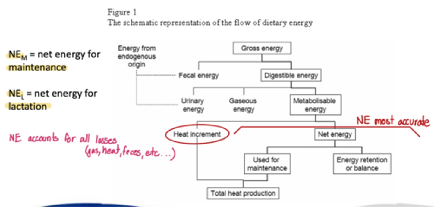 <p>what is considered the most accurate energy system as it accounts for all losses in the forms of heat, gas, feces, etc...</p>