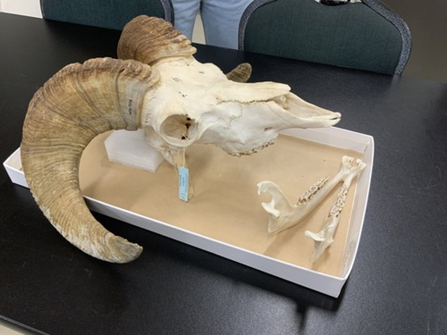 <p>Genus, species</p><p>-1 lachrimal foramen</p><p>-no nasolachrimal gap</p><p>-lachrimal depression present</p>